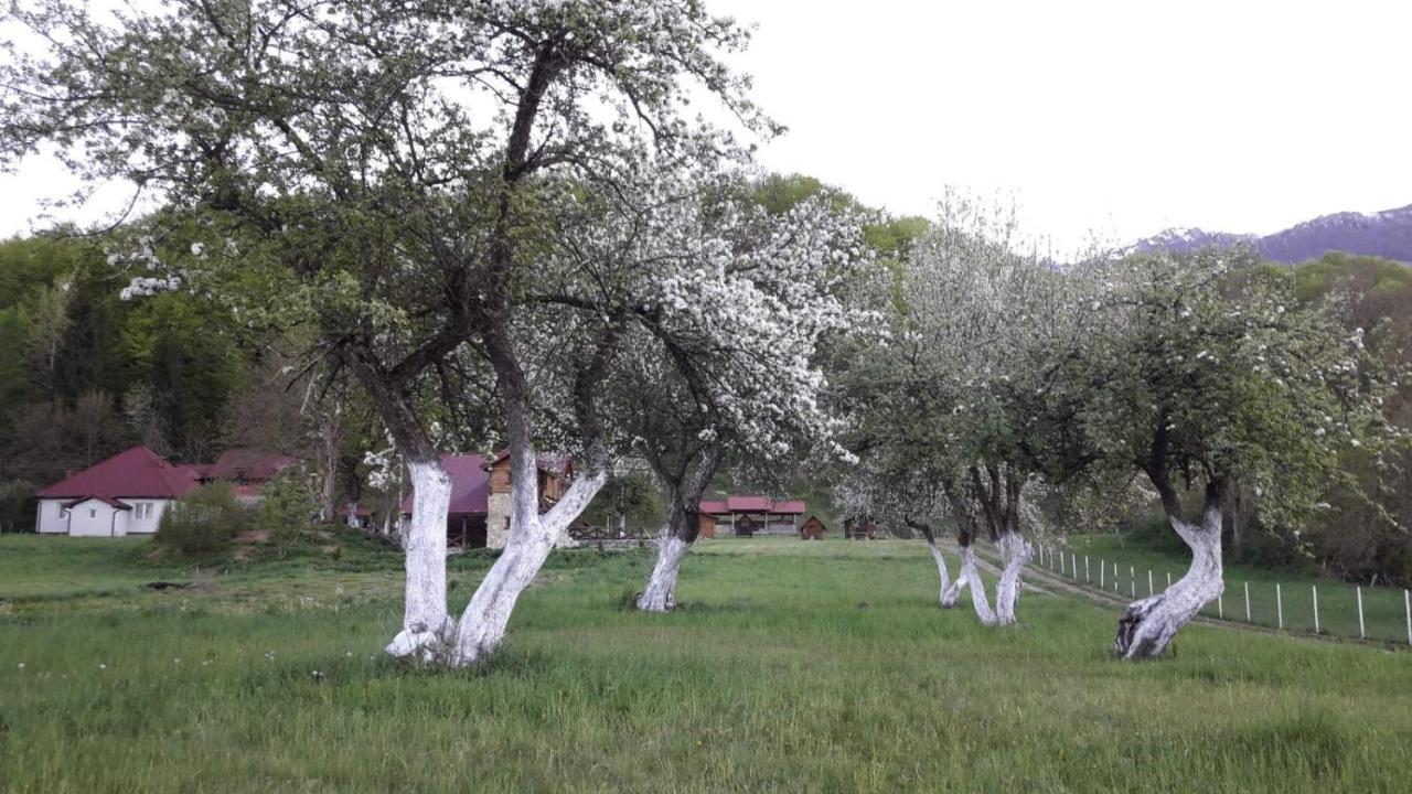 Camp &Apartmens Scepanovic Mojkovac Exteriör bild